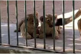 Nacen dos leones albinos en el Zoológico de Querétaro