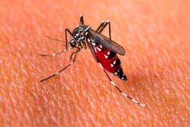 En comparación con el año pasado, en Veracruz, durante el mismo periodo se reportaron 46 mil 313 probables enfermos de dengue