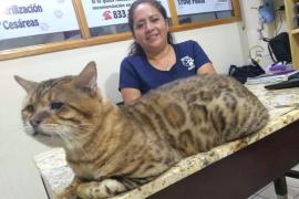 Rescatan a gato gigante en parque de Tampico; lo confundieron con un leopardo