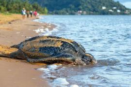 En Ecuador descubren nido de tortugas laúd, especie en peligro de extinción