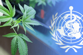 Por votación la ONU elimina al cannabis de lista de las drogas más nocivas