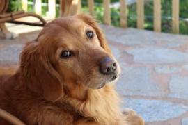 En EEUU familias adoptan a 20 caninos rescatados de carnicerías en China