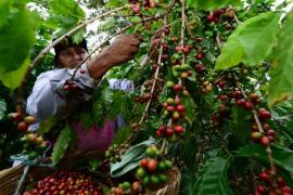   Disminuye en Veracruz la producción de café en la cosecha 2020-2021