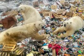 Osos polares se alimentan en un basurero cerca de la aldea de Belushya Guba, en el remoto archipiélago del norte de Rusia Novaya