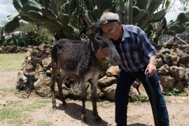 Crean una raza de burro “100 por ciento” mexicana