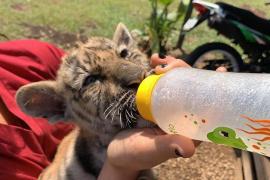 Piden renovar las credenciales a los comités de vigilancia ambiental para seguir rescatando animales