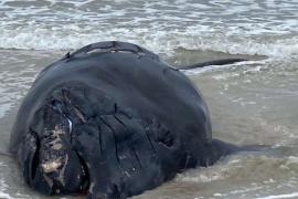  Localizan muerta cría de ballena en vía de extinción en Florida, EU