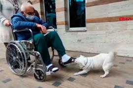 Boncuk, la perrita que esperó fuera del hospital hasta que su dueño se recuperó