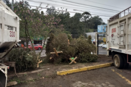  Finaliza programa “Recicla tu Navidad” en Veracruz con al menos 500 árboles menos que 2020