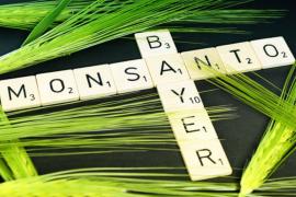 Bayer AG, propietaria de la fabricante de semillas genéticamente modificadas Monsanto, y un organismo de cabilderos trabajan en estrecha colaboración con funcionarios de Estados Unidos con el fin de presionar al gobierno mexicano para que desista de prohibir el glifosato.