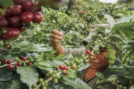  Urge rescatar cafeticultura: Cafetaleros de Veracruz