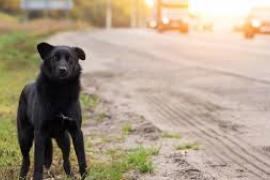  Hombre evita atropellar perro y termina seriamente lesionado