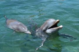 ¡Punto para los Delfines! Ellos sí se saben los nombres de sus amigos