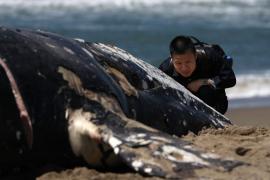 Encuentran cuatro ballenas grises muertas en zona de San Francisco