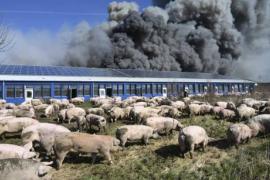 Incendio de criadero porcino en Alemania, mata a 55 mil cerdos