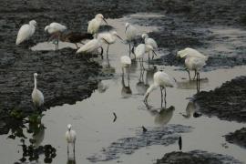  Poco a poco la sequía ha terminado con varias lagunas de Veracruz