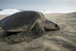 Resguardan casi mil huevos de tortuga Lora en Veracruz