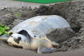 Resguardan 124 huevos de tortugas en Boca del Río