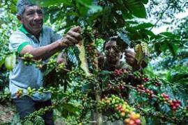  Se desploma un 70% la producción cafetalera en la región de Orizaba
