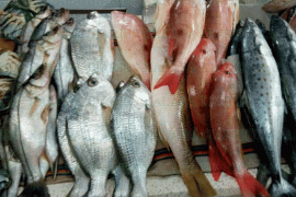  Se recuperan pescadores en Veracruz, venta de mariscos al alza, luego de la pandemia