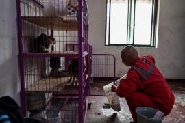 El monje que salvó a 8 mil perros callejeros