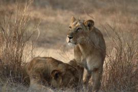 Covid mata a leona de zoológico de la India