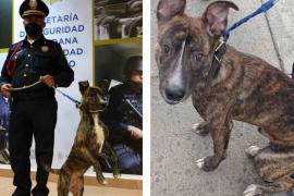 Policía adopta a perrito abandonado en un poste