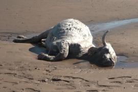 Aparece vaca muerta en playa de Boca del Río