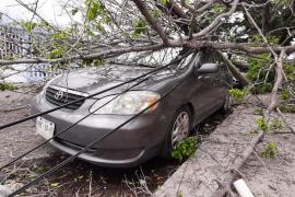 Se derrumba árbol sobre vehículos y tira un poste en Veracruz