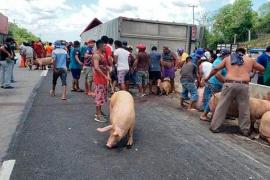 Pobladores hacen rapiña tras volcar camión cargado de cerdos en Cosoleacaque