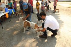 Inicia campaña de vacunación para mascotas en Veracruz.