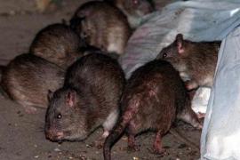 ¿Cárcel llena de ratas? Desalojan a reos por invasión de roedores