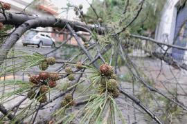 Precaución, cae pino en calle de Veracruz