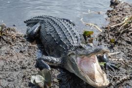 Hasta 6 cocodrilos merodean zona de Boca del Río