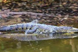 Capturan a un cocodrilo en Boca del Río, Veracruz 