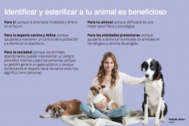 ¿Porqué es importante esterelizar a tu mascota?