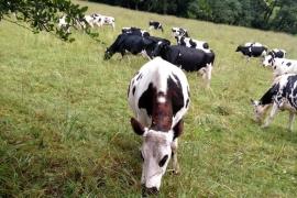 Sufren ganaderos de Veracruz: ladrones matan las reses en sus ranchos y se llevan la carne