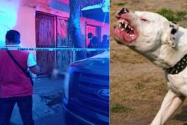 Perros pitbull atacan a joven en colonia de Veracruz, vecinos temen y piden ayuda