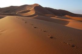 Mueren 6 migrantes de sed en el desierto del Sahara