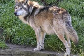 Capturan a lobo gris mexicano que escapó de parque en el Edomex