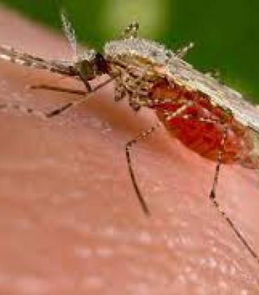 Costa Rica se mantiene en vigilancia ante brote de malaria